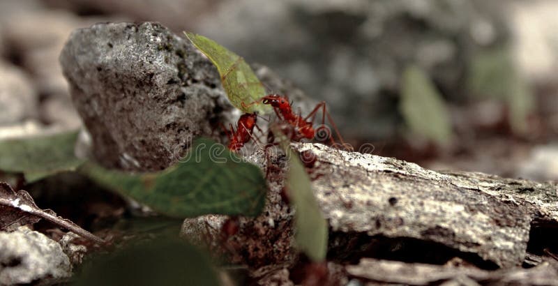 Fourmis de Leafcutter travaillant dur à la forêt photographie stock Fourmis de Leafcutter travaillant dur à la forêt photographie stock