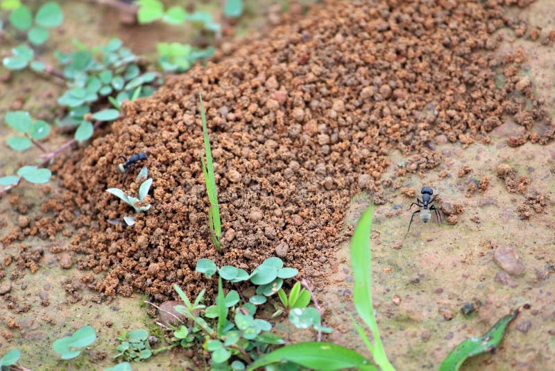 Fourmis sauvages et lui dur labeur du ` s à survivre photo libre de droits Fourmis sauvages et lui dur labeur du ` s à survivre photo libre de droits