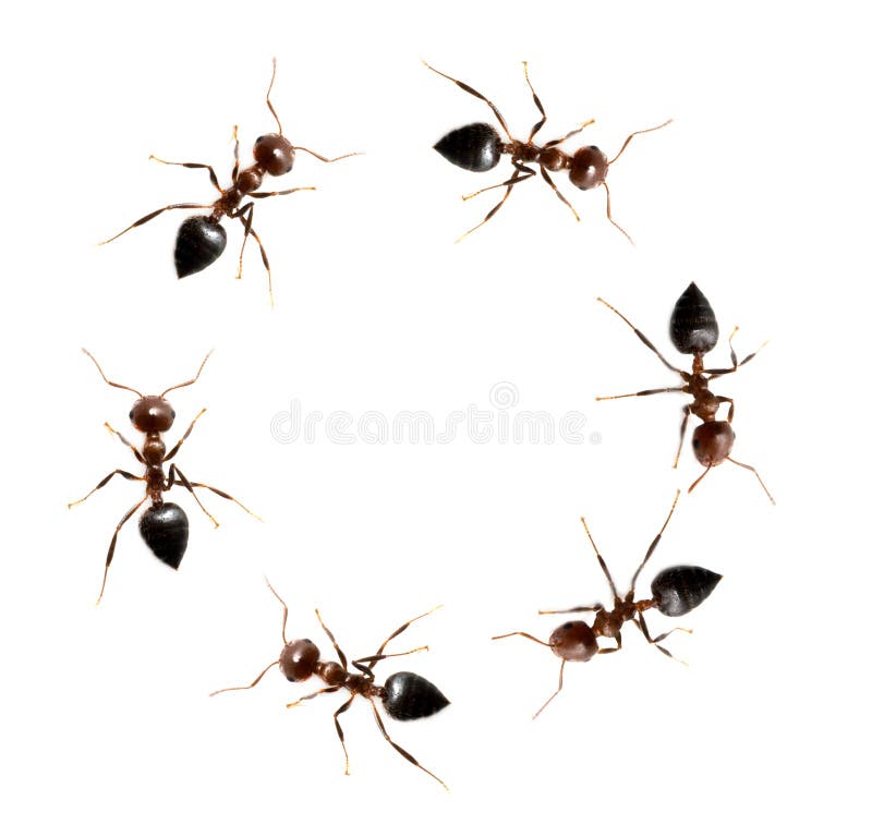 Fourmis sur un fond blanc Macro photo libre de droits