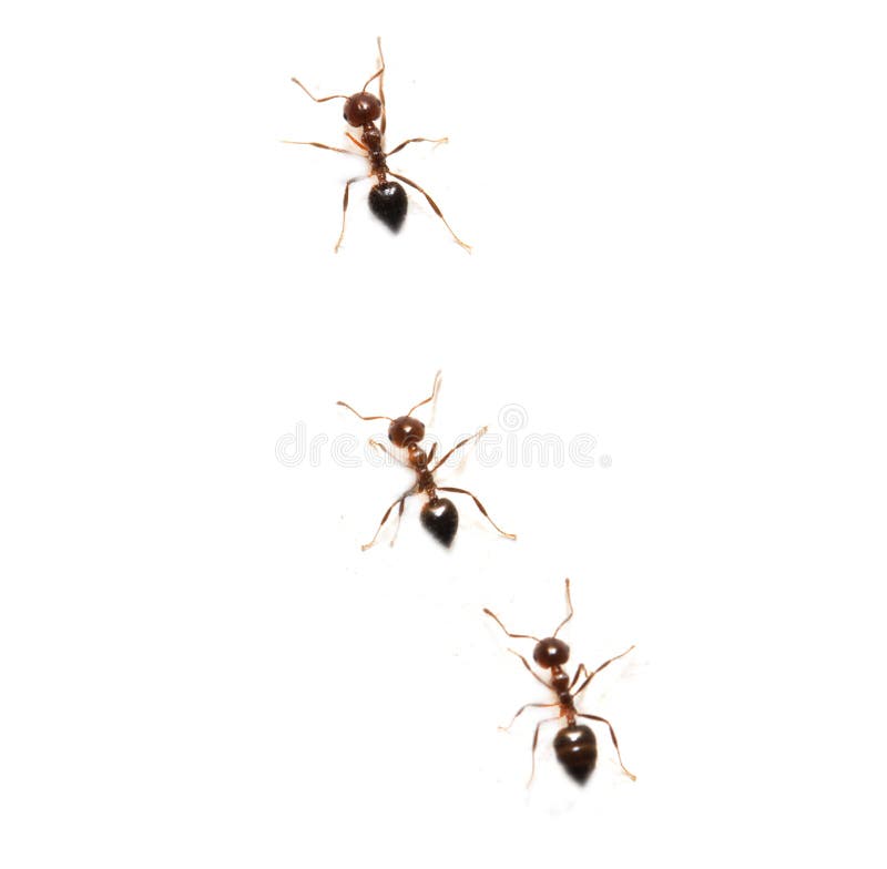 Fourmis sur fond blanc. Macro photo stock