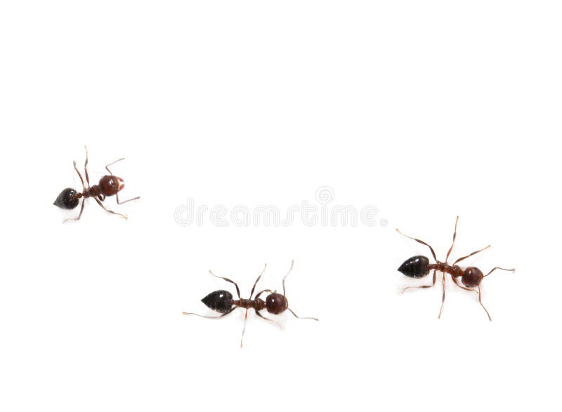 Fourmis sur fond blanc. Macro photo libre de droits