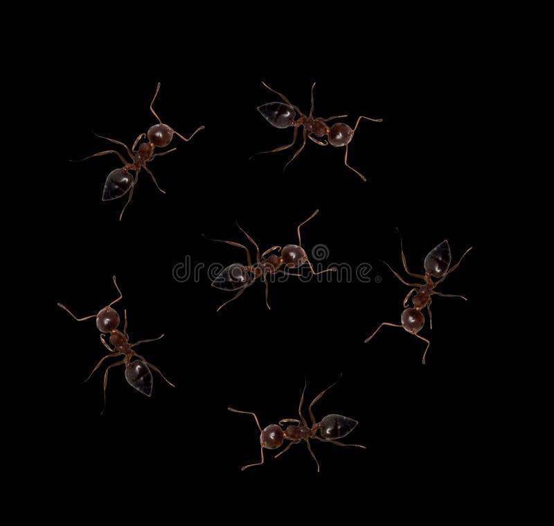 Fourmis sur un fond noir Macro photo libre de droits