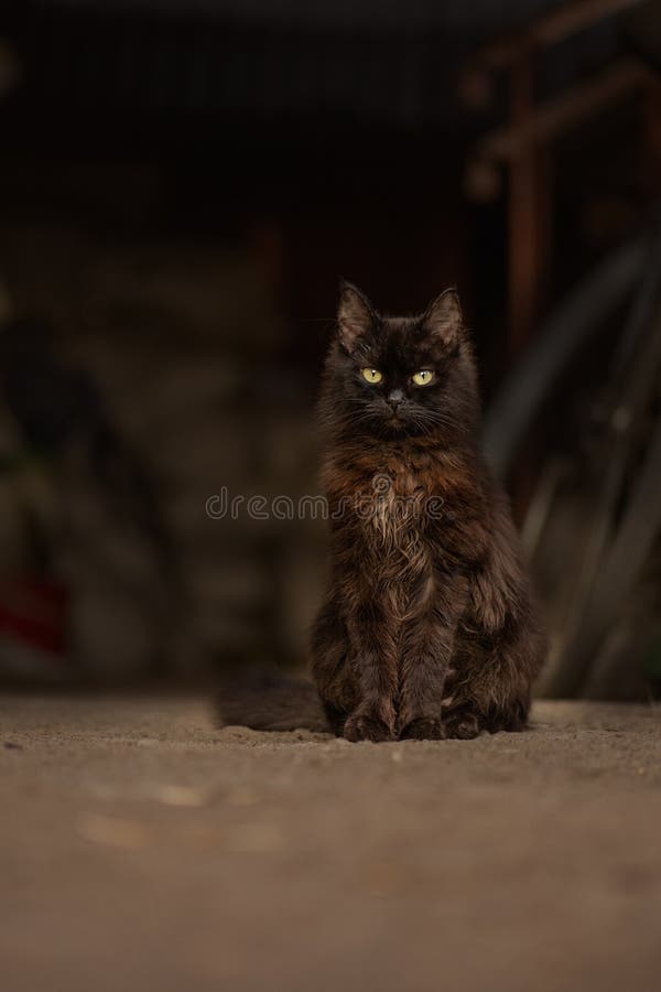 Fournir le meilleur environnement pour garder le chat en plein air en sécurité. vie de chats en plein air photos libres de droits Fournir le meilleur environnement pour garder le chat en plein air en sécurité. vie de chats en plein air photos libres de droits