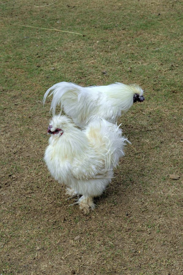 Fourrage de deux poulets de Silkie pour la nourriture au sol images libres de droits Fourrage de deux poulets de Silkie pour la nourriture au sol images libres de droits