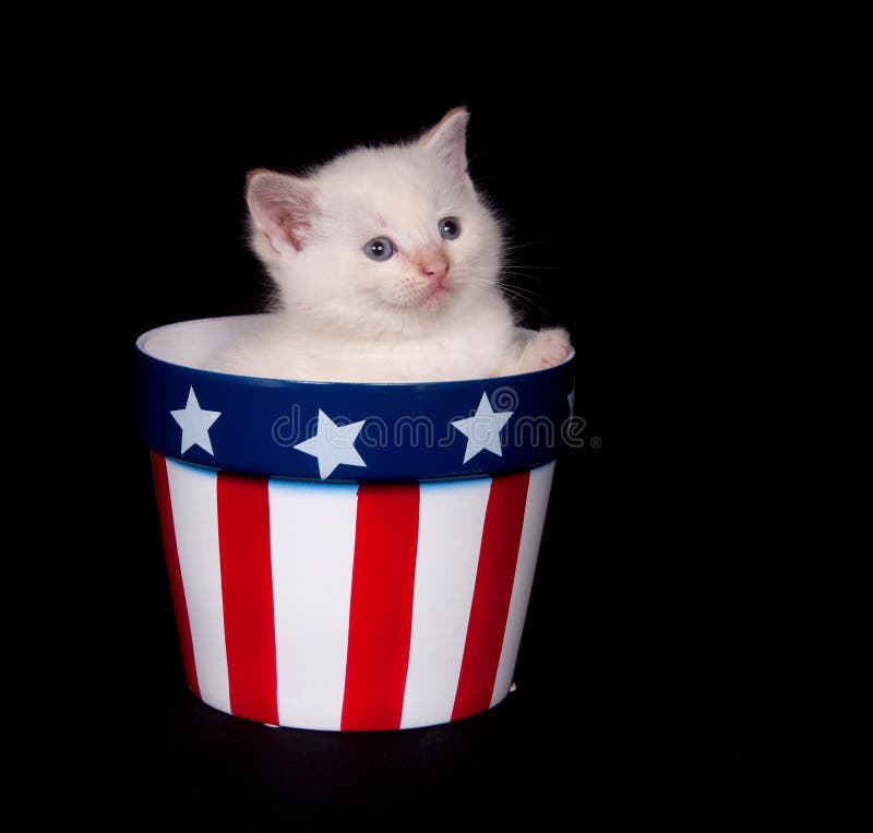 Fourth of July Kitten