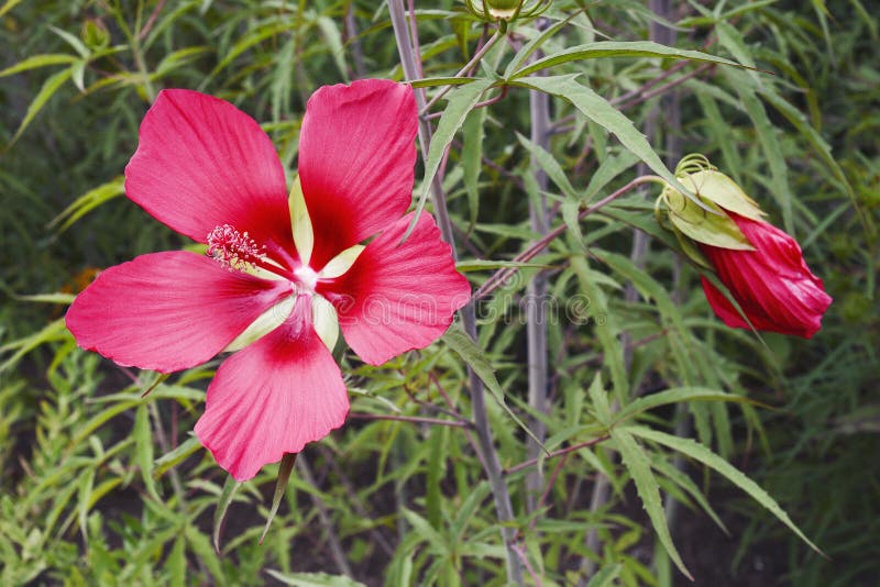 Fower de la malva color de rosa del escarlata imágenes de archivo libres de regalías Fower de la malva color de rosa del escarlata imágenes de archivo libres de regalías