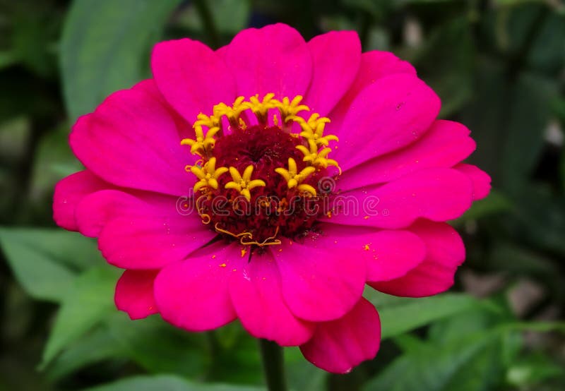Fower rosado brillante hermoso con polen foto de archivo libre de regalías Fower rosado brillante hermoso con polen foto de archivo libre de regalías