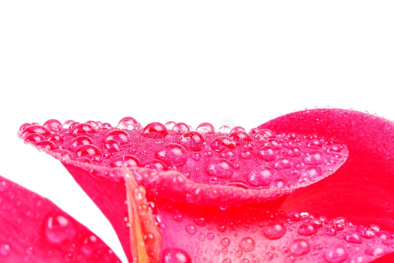 Fower rose rougeâtre de lis de Canna avec la goutte de l'eau photo stock Fower rose rougeâtre de lis de Canna avec la goutte de l'eau photo stock