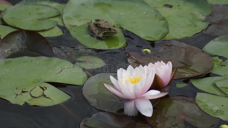 Flower, Water lily, flowers