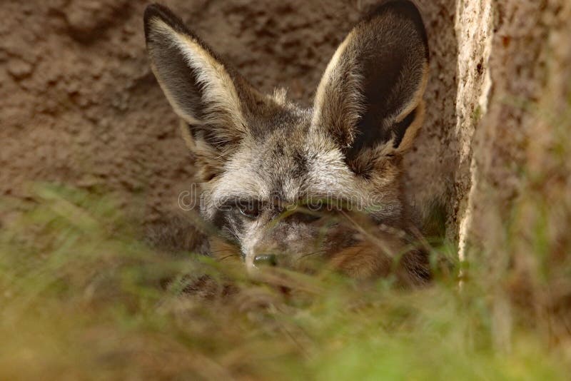 Fox stock image. Image of furry, teeth, profile, hearing 90068301
