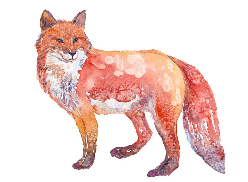 Raposa em aquarela #raposa #arte #ilustração #aquarela #fox