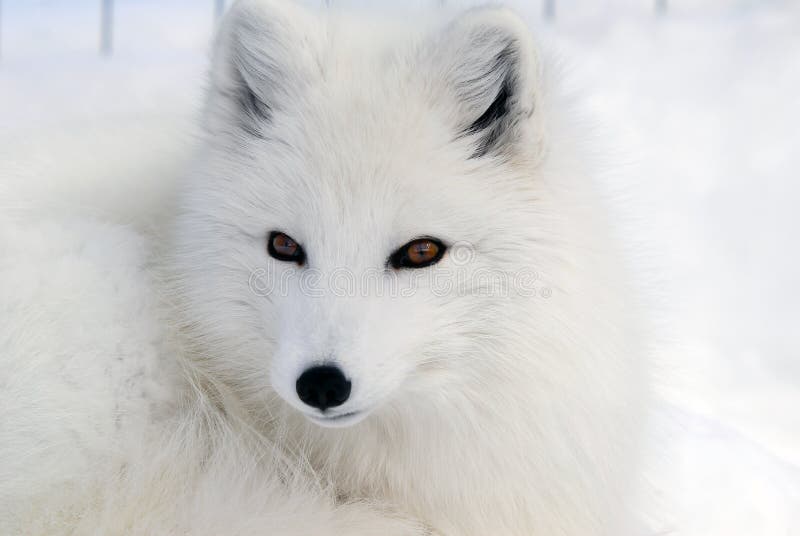 Fox artico