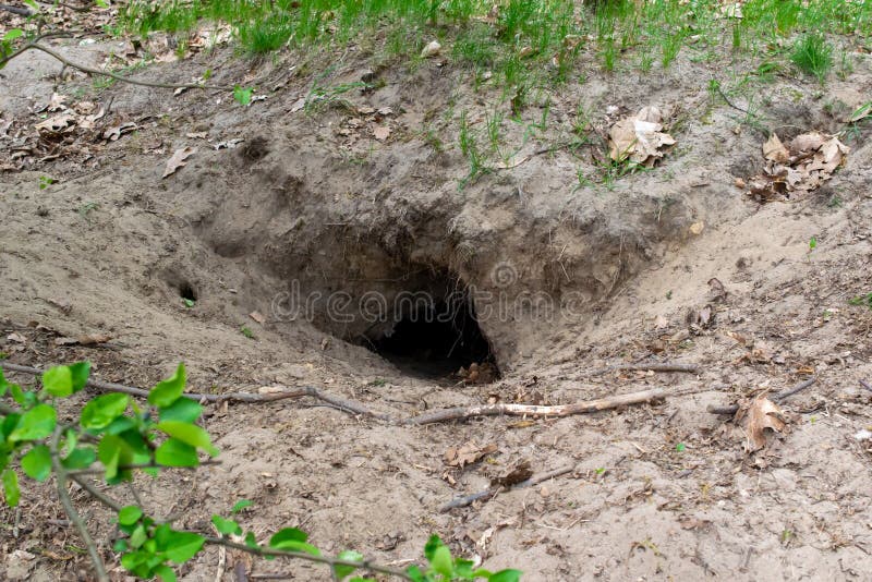 Fox Burrow, Home of the Wild Fox Stock Photo Image of earth, home