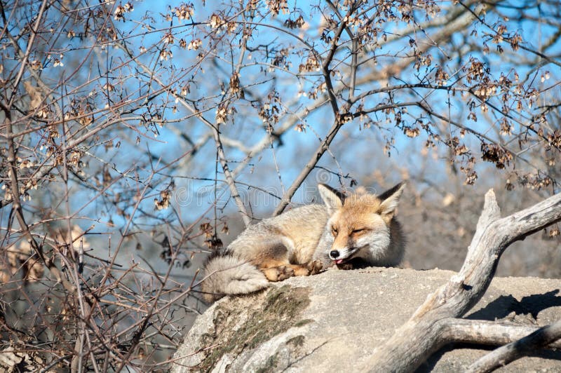 Fox che si trova su una roccia che riposa sotto i 11 sole- caldi fotografia stock Fox che si trova su una roccia che riposa sotto i 11 sole- caldi fotografia stock