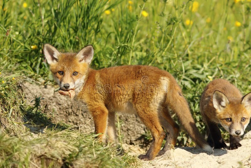 Fox Cub Eating Peace of Meat Stock Image Image of orange, canidae 74817585