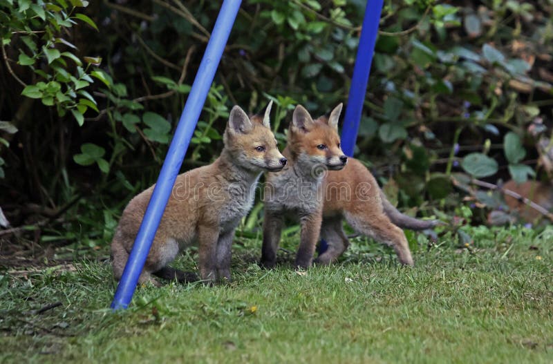 Fox Cubs Exploring the Garden Stock Image Image of beautiful, food 217906651