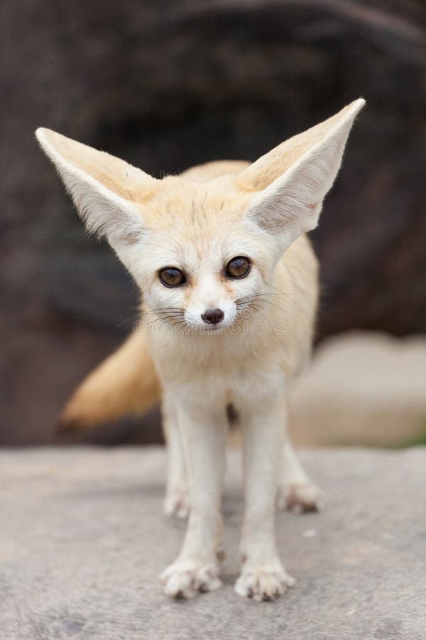 Fox de Fennec imagem de stock Fox de Fennec imagem de stock