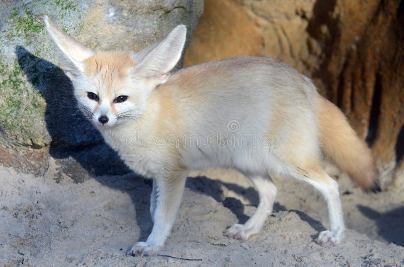 Fox De Fennec (zerda De Vulpes) Photo stock Image du omnivore