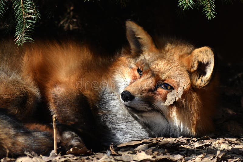 Fox dream stock image. Image of theme, dream, print, publications