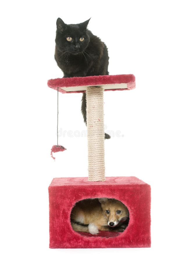Fox e gato em riscar o cargo foto de stock Fox e gato em riscar o cargo foto de stock