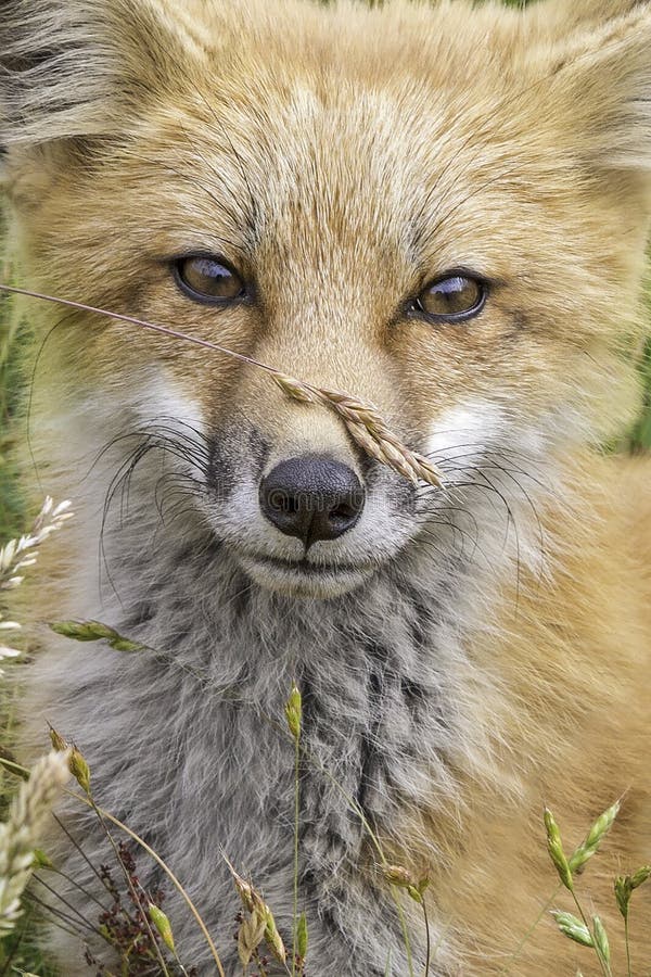 Fox e grano. Corredo selvaggio di Fox rosso che si siede nell'erba alta ` S San Juan Islands di Washington State