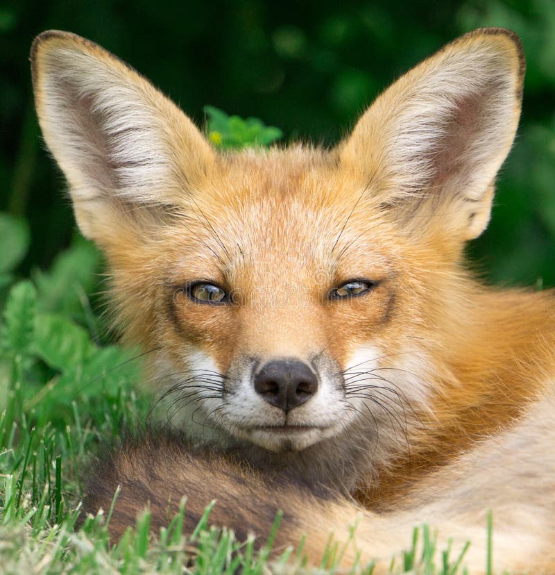 Fox face stock image. Image of curled, canada, close - 56281949