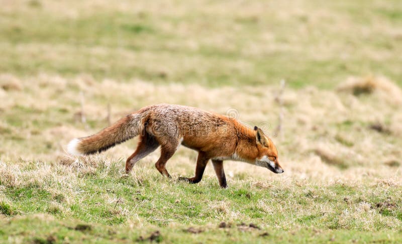Fox in a field stock image. Image of adorable, baby - 113431515