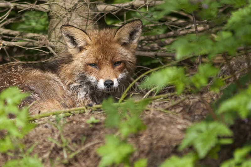 the fox in the forest giveaway the fox in the forest giveaway