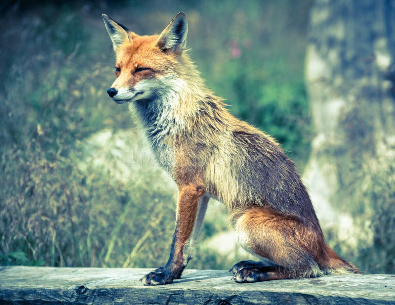 Fox in forest at High Tatras, Slovakia