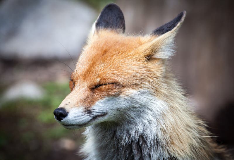 Fox in forest at High Tatras, Slovakia