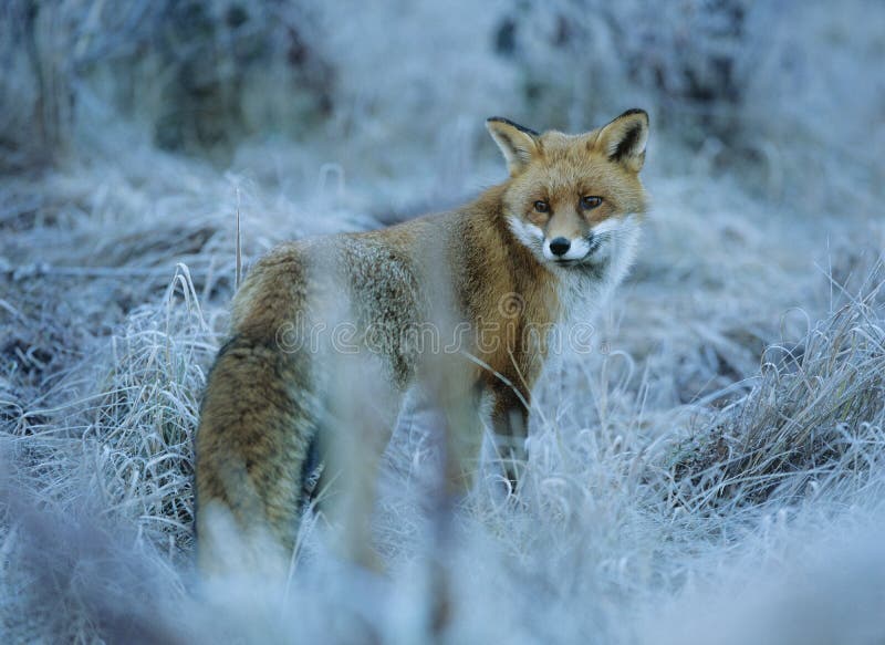 Fox in frozen grass