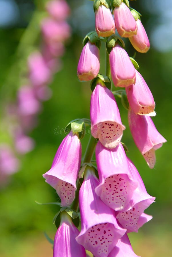 Fox glove flower stock photo. Image of mauve, delicate 2775370