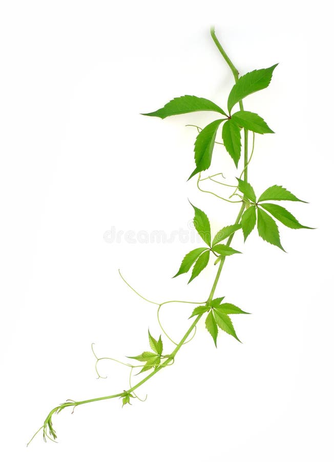 Fox grape fresh twig isolated