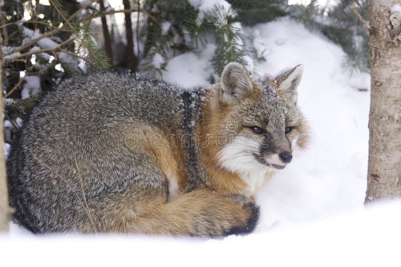Fox gris