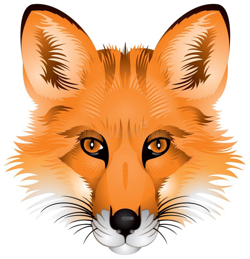 Fox head, realistic image stock illustration