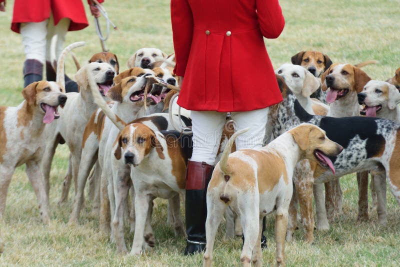 Fox-hounds avec des chasseurs à pied photos libres de droits Fox-hounds avec des chasseurs à pied photos libres de droits