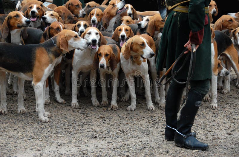 Fox hunting royalty free stock photography