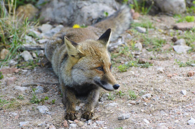 Fox italiano en parque de la fauna de Uccellina. Grosseto, Toscana, Italia imagen de archivo Fox italiano en parque de la fauna de Uccellina. Grosseto, Toscana, Italia imagen de archivo