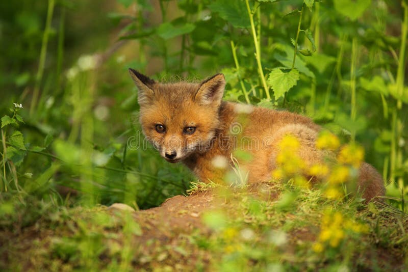Fox Kit stock image. Image of canine, spring, nature, wildlife 9653505