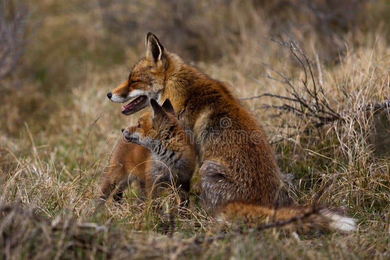 Fox Mother and cub stock photography Fox Mother and cub stock photography