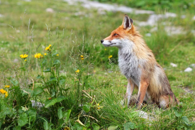 Fox na natureza