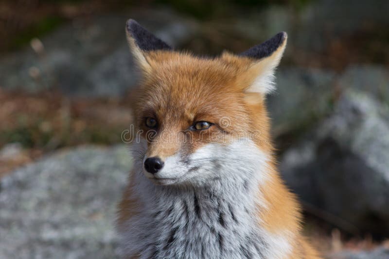 Fox