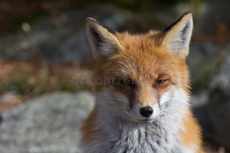 Fox