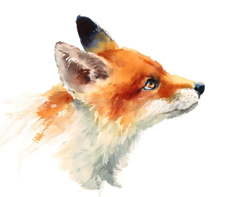 Fox que olha acima a ilustração dos animais da aquarela pintado à mão ilustração do vetor Fox que olha acima a ilustração dos animais da aquarela pintado à mão ilustração do vetor
