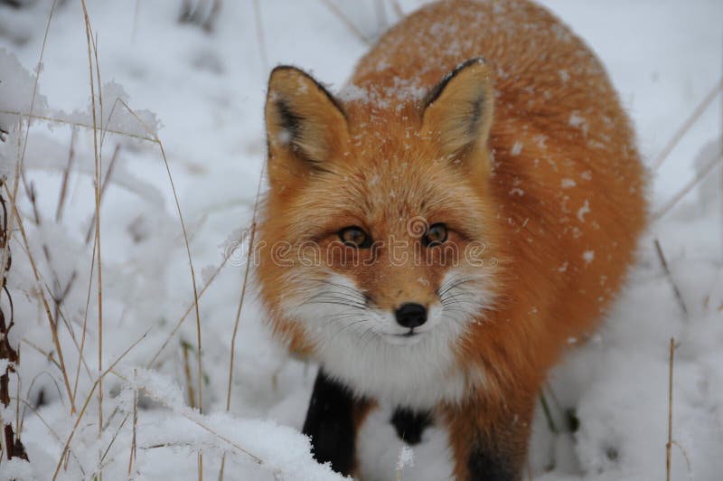 Fox di. Лиса красавица. Пушистая красавица Лисичка. Видео лиса красавица. Красавица Лисичка фото.