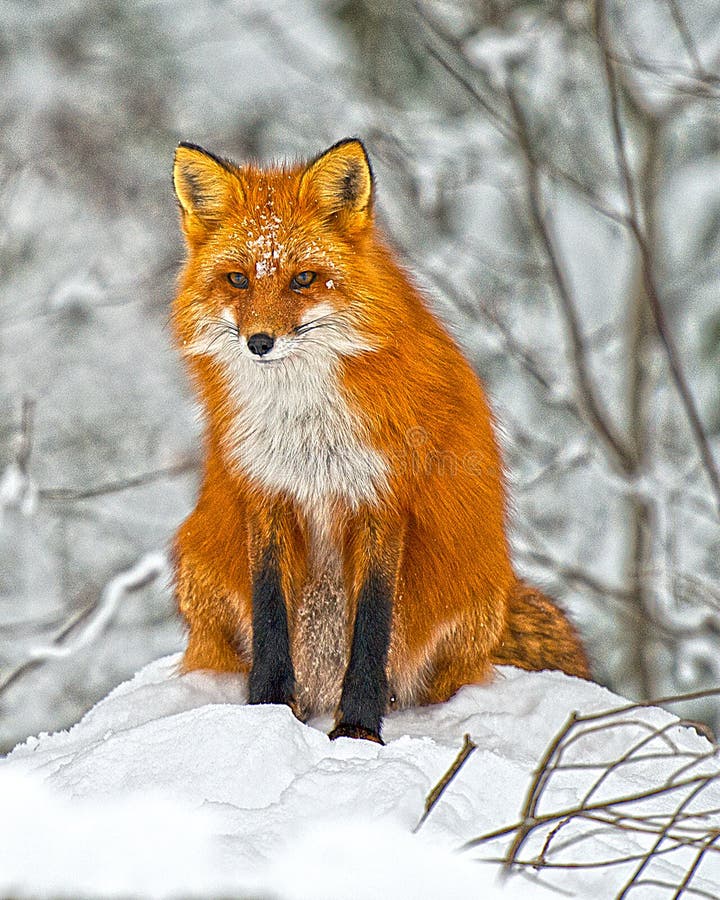 Fox Red Fox Animal Stock Photo. HDR Photo Fox Animal Sitting on Snow in the  Winter Season with Bokeh Background Stock Photo - Image of nature, sitting:  165978064