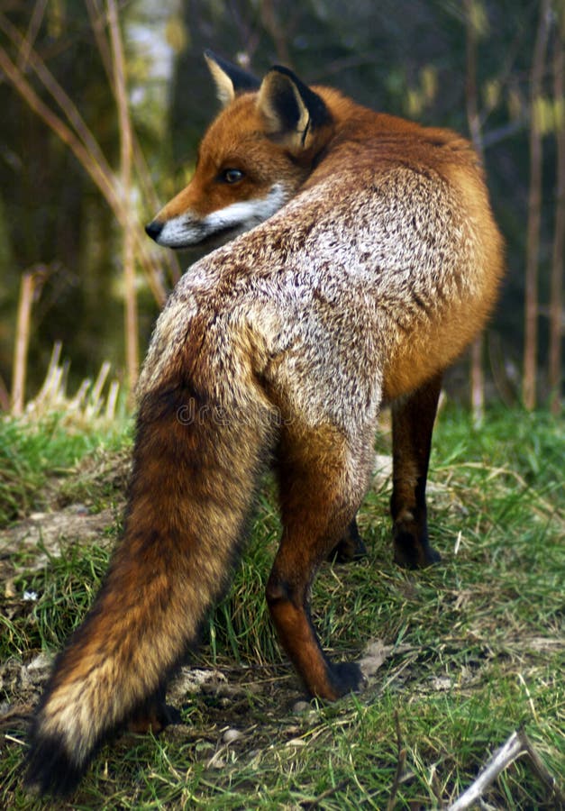 Fox rojo británico