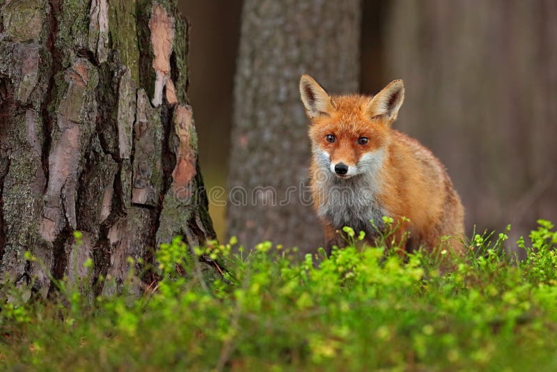 Fox rojo lindo, vulpes del Vulpes, en el bosque verde fotos de archivo libres de regalías Fox rojo lindo, vulpes del Vulpes, en el bosque verde fotos de archivo libres de regalías