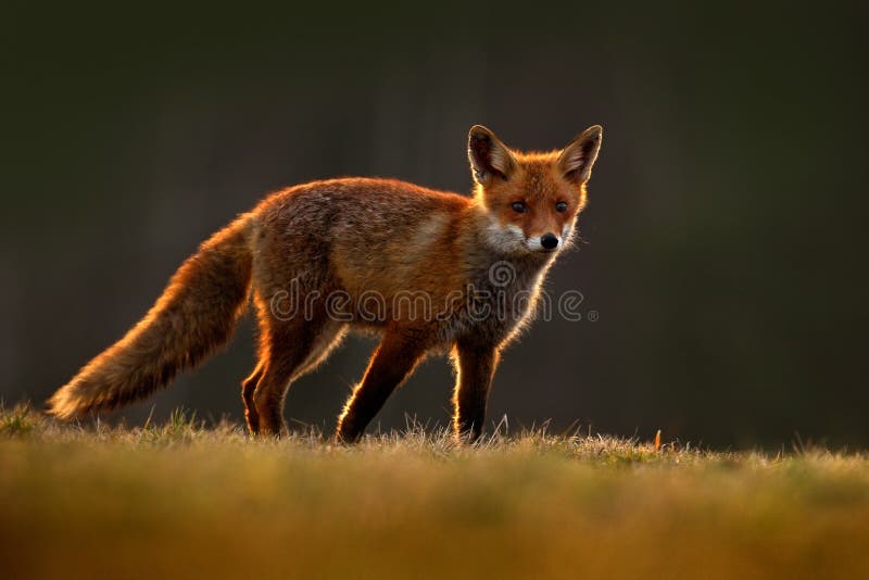 Fox rosso, vulpes di vulpes, bello animale alla foresta verde con i fiori, nell'habitat della natura, uguagliante sole con luce p fotografie stock libere da diritti Fox rosso, vulpes di vulpes, bello animale alla foresta verde con i fiori, nell'habitat della natura, uguagliante sole con luce p fotografie stock libere da diritti