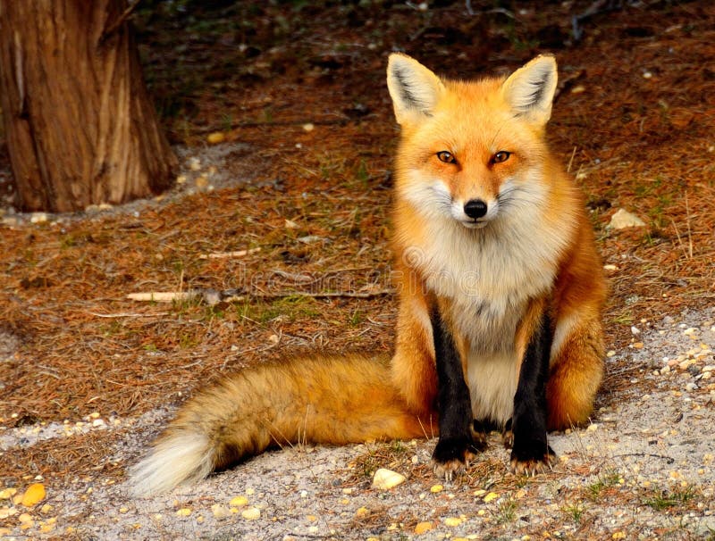 Fox rouge
